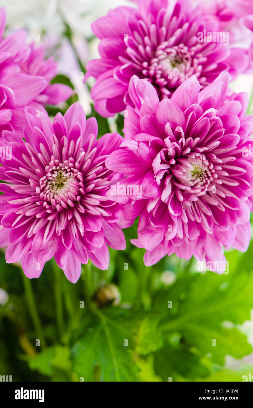 Bouquet de fleurs d'été, close-up Banque D'Images