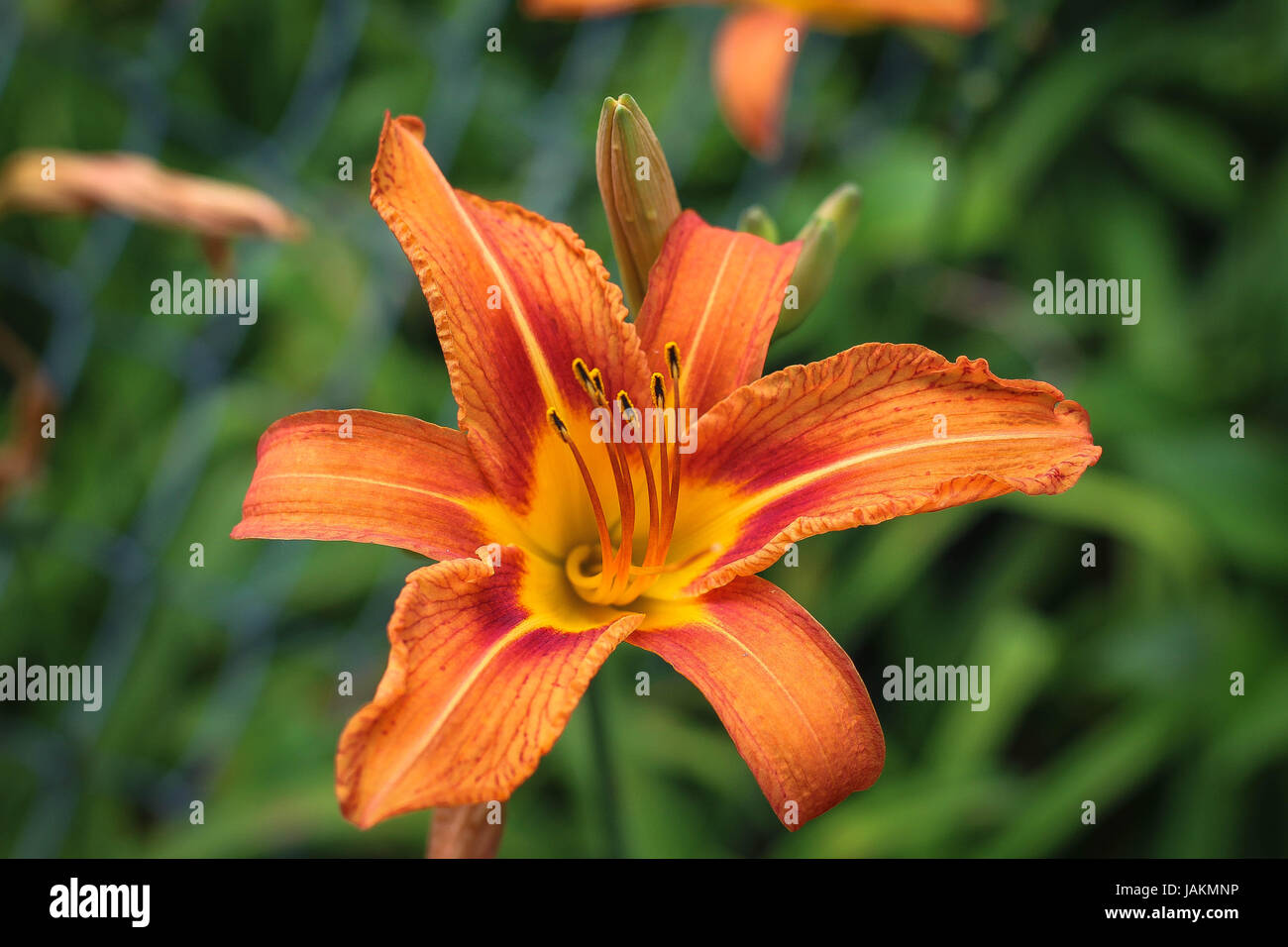 Une Orange Lilly Banque D'Images