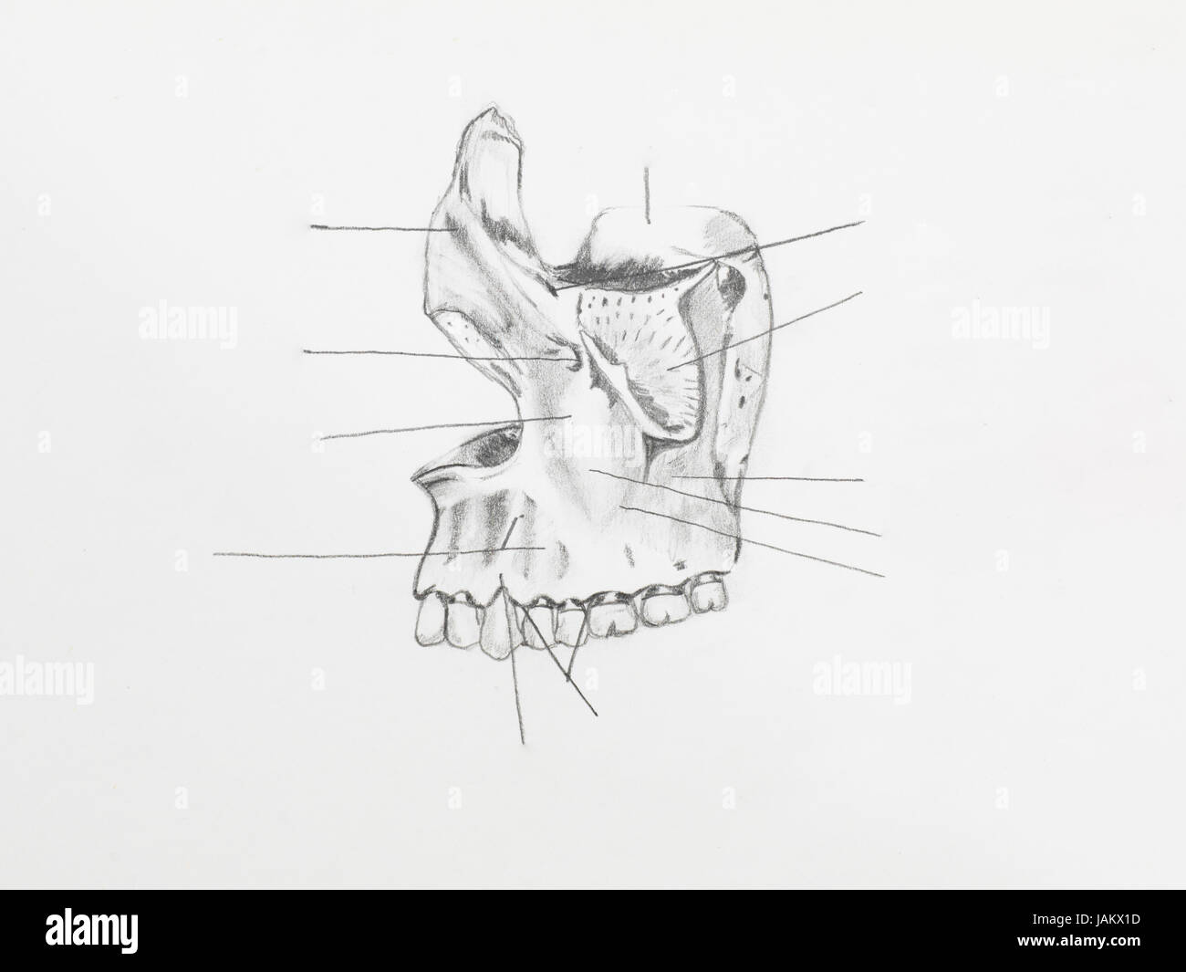 Ganglion Sous Maxillaire Banque D Image Et Photos Alamy Ganglion Sous Maxillaire Banque D Image Et Photos Alamy