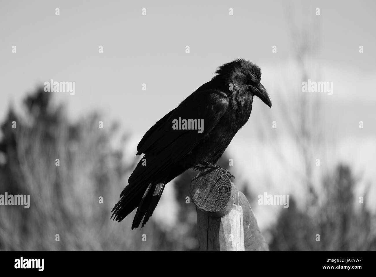 Close up d'un corbeau perché sur une clôture en noir et blanc. Photographié avec une faible profondeur de champ à partir de ci-dessous. Banque D'Images