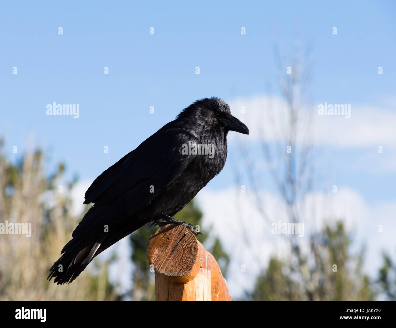 Close up d'un corbeau perché sur une clôture avec plumes noires brillant dans la lumière du soleil. Photographié avec une faible profondeur de champ à partir de ci-dessous. Banque D'Images