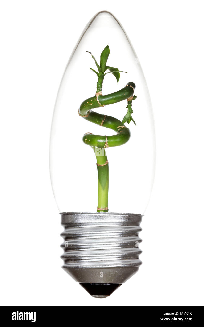 Ampoule avec bambou vert à l'intérieur. Isolé sur fond blanc Banque D'Images