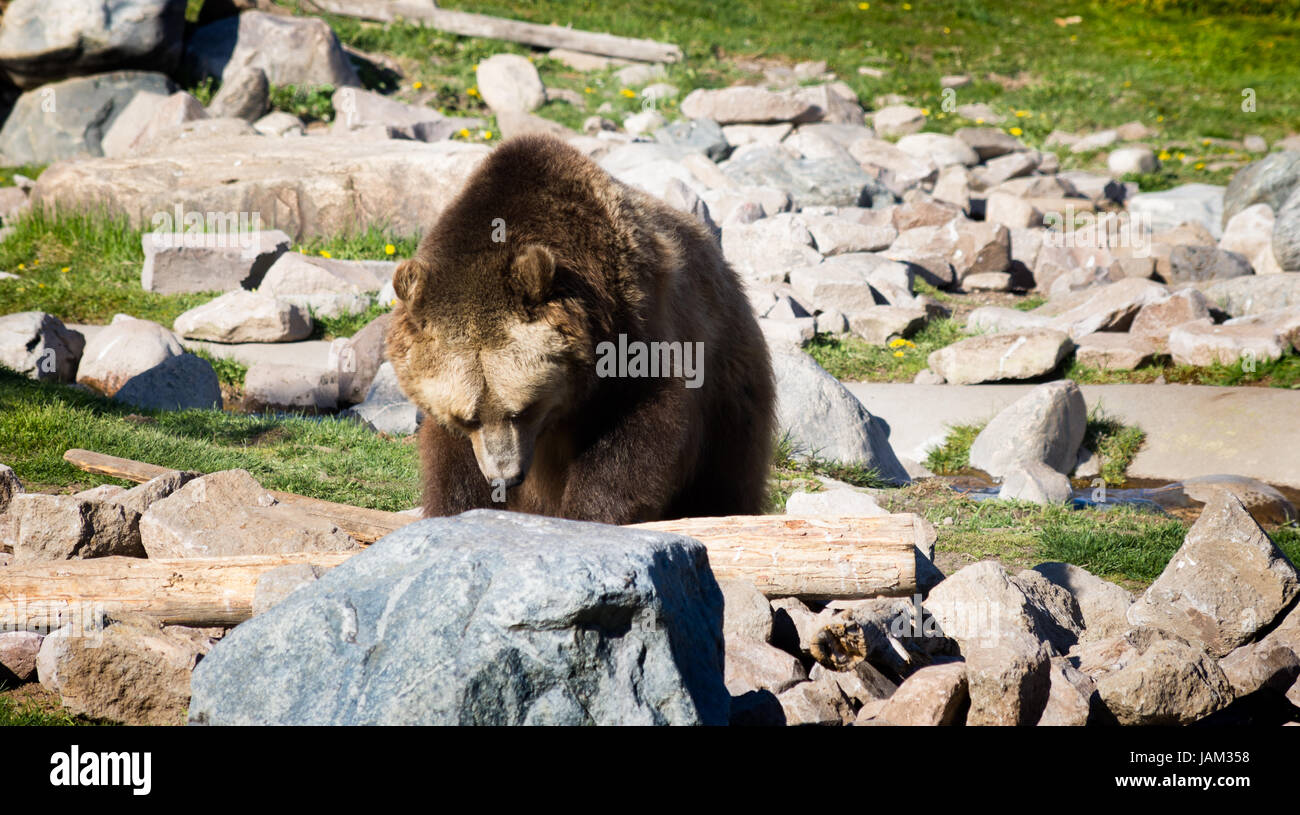 Close up de grizzlis adultes dans la recherche de nourriture sous les roches dans le Grizzly and Wolf Discovery Center, le Parc National de Yellowstone. Banque D'Images