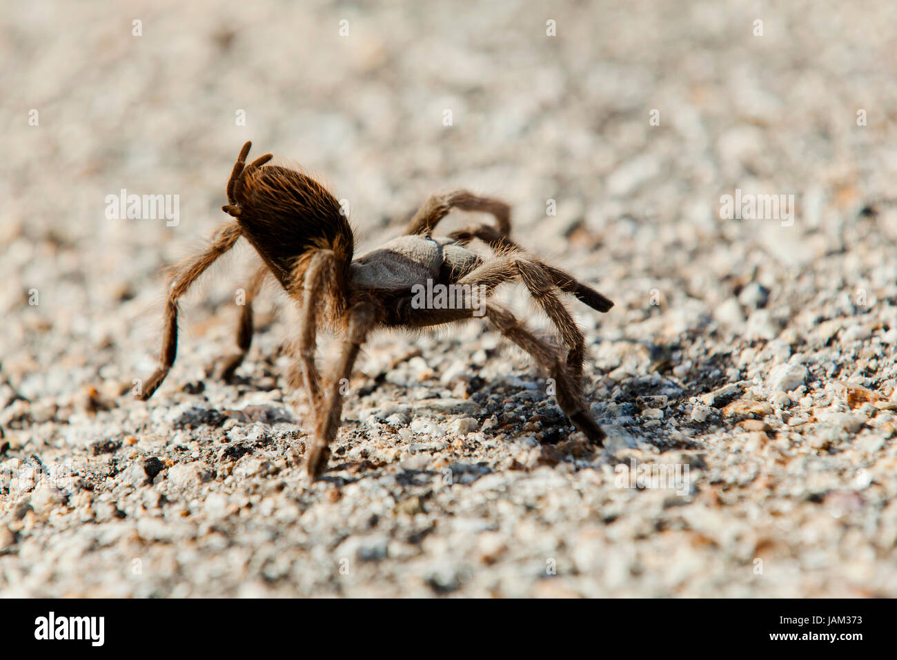 California Ebony Tarantula ( Aphonopelma eutylenum) - Soda Lake, California USA Banque D'Images