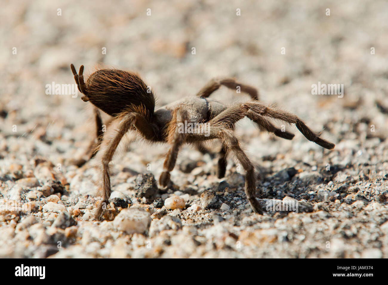 California Ebony Tarantula ( Aphonopelma eutylenum) - Soda Lake, California USA Banque D'Images