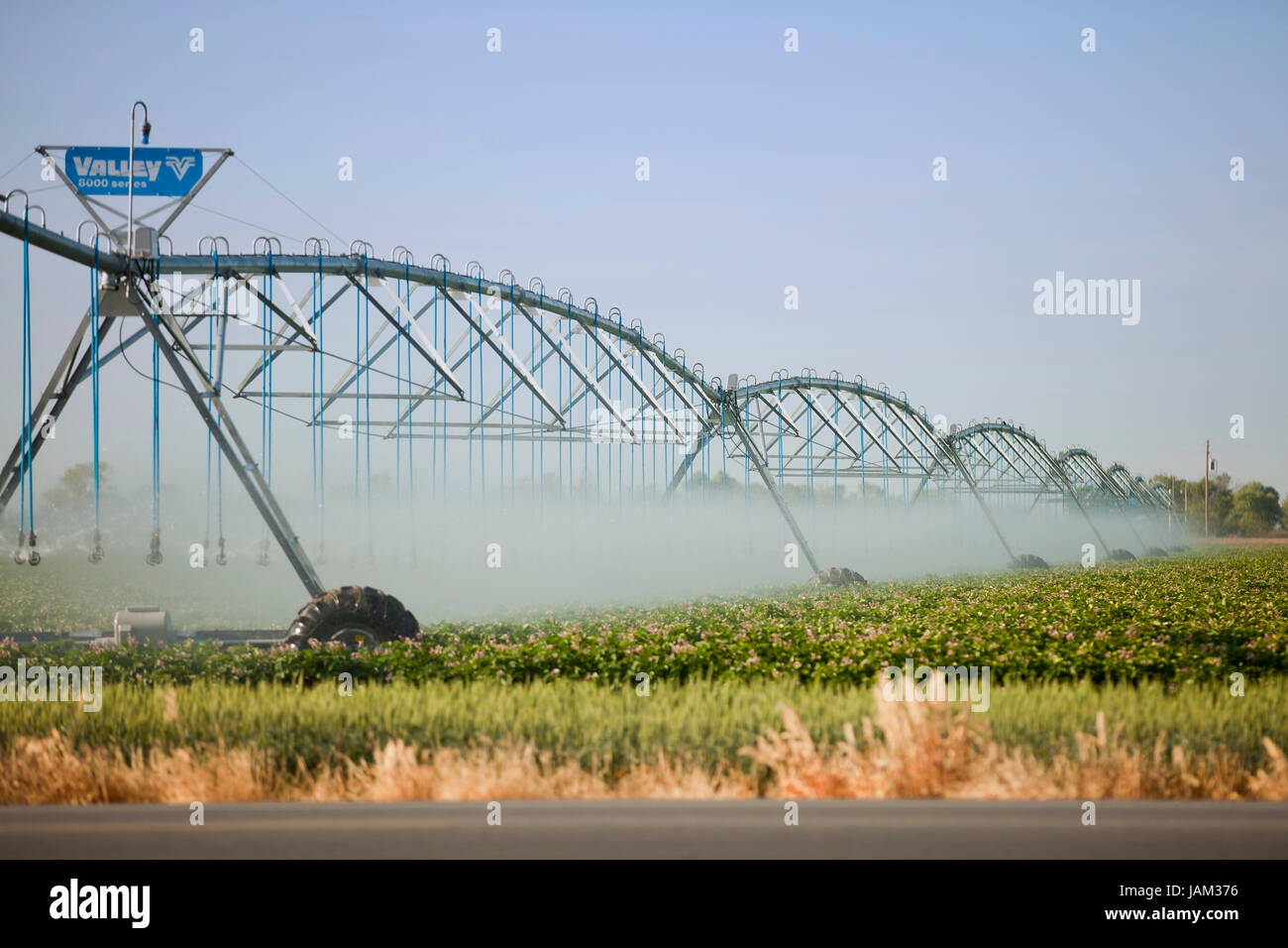 L'irrigation agricole système de gicleurs utilisés dans une ferme commerciale - le Centre de la Californie USA Banque D'Images
