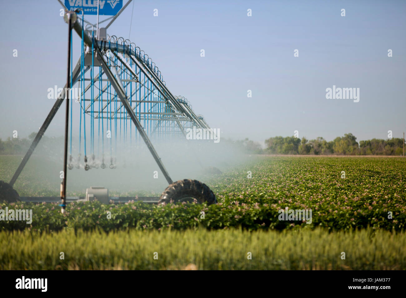 L'irrigation agricole système de gicleurs utilisés dans une ferme commerciale - le Centre de la Californie USA Banque D'Images