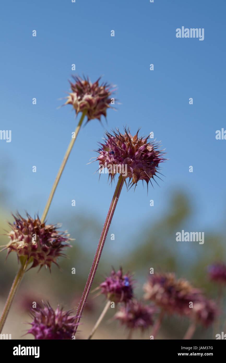 La plante de Chia (Salvia columbariae) croît dans son habitat naturel - désert de Mojave, Californie Etats-Unis Banque D'Images