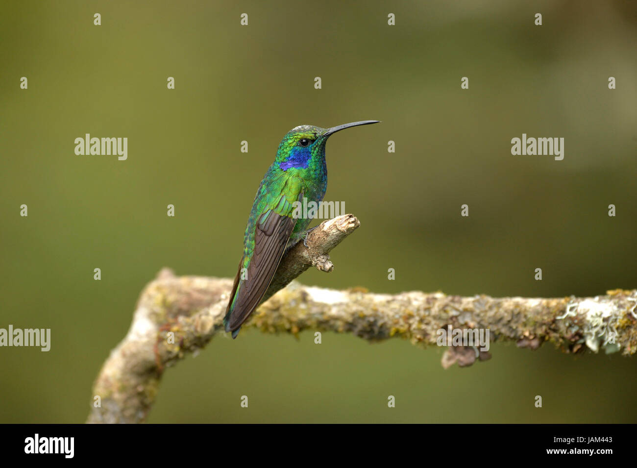 Colibri vert Violetear (Colibri thalassinus) d'hommes perchés sur des rameaux couverts de lichen, le Costa Rica, Mars Banque D'Images