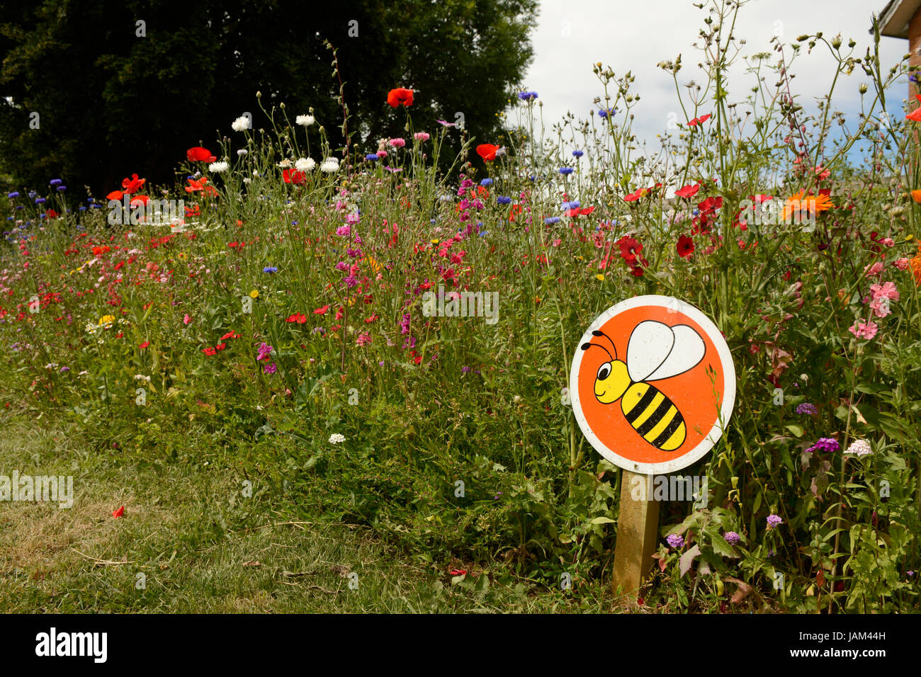Planter des fleurs pour la conservation de l'Abeille, Monmouth, Wales, juin Banque D'Images Planter des fleurs pour la conservation de l'Abeille, Monmouth, Wales, juin Banque D'Images