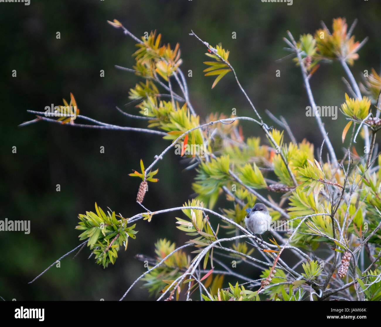 Fairywren assis sur une branche en Australie Banque D'Images