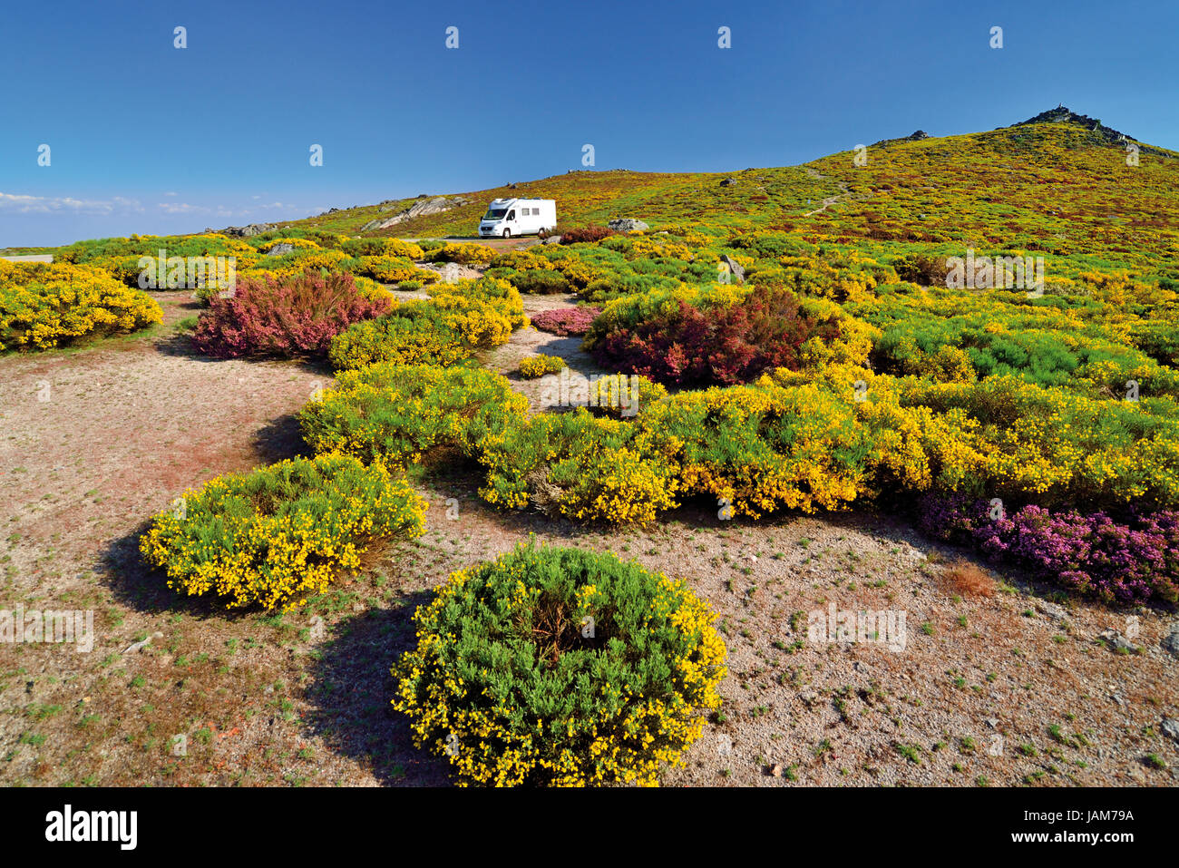 Camping seul au milieu de la végétation de montagne verte et jaune avec des fleurs en fleurs violett Banque D'Images