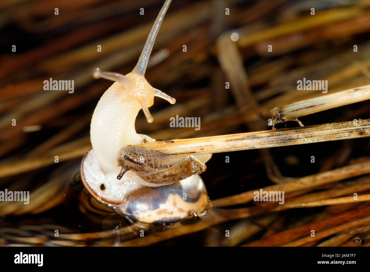 Escargot de Vransko jezero Nature Park, Croatie Banque D'Images