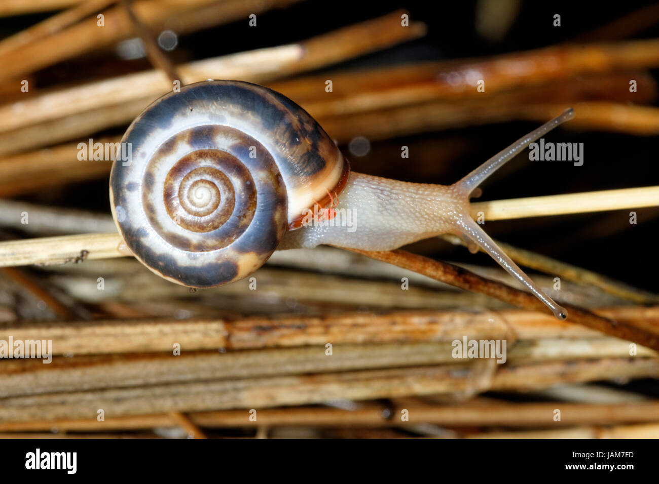 Escargot de Vransko jezero Banque D'Images