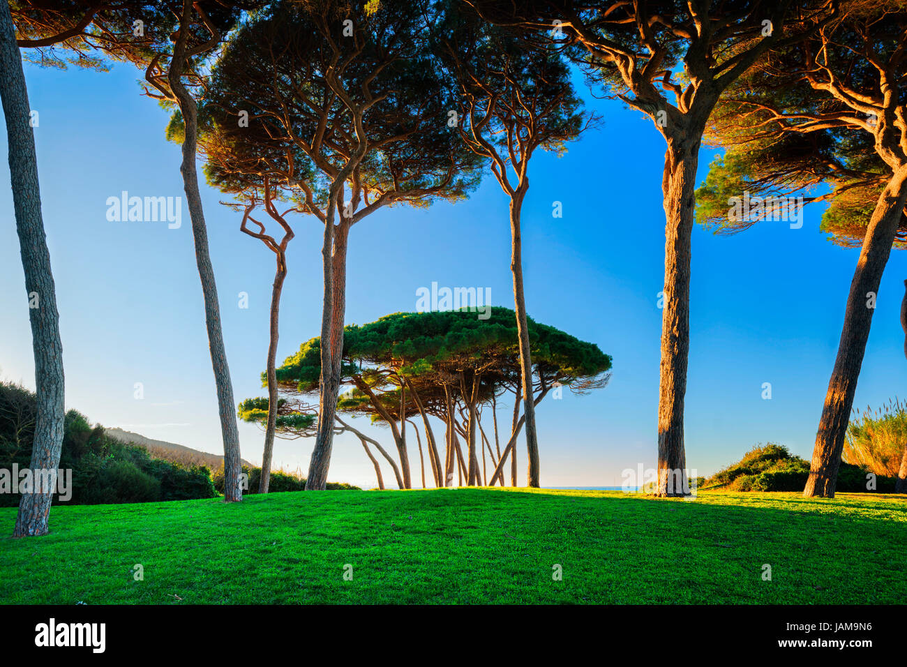 Groupe d'arbres de pin maritime près de la mer et de la plage au coucher de soleil. Baratti, la Maremme, Piombino, Toscane, Italie. Banque D'Images