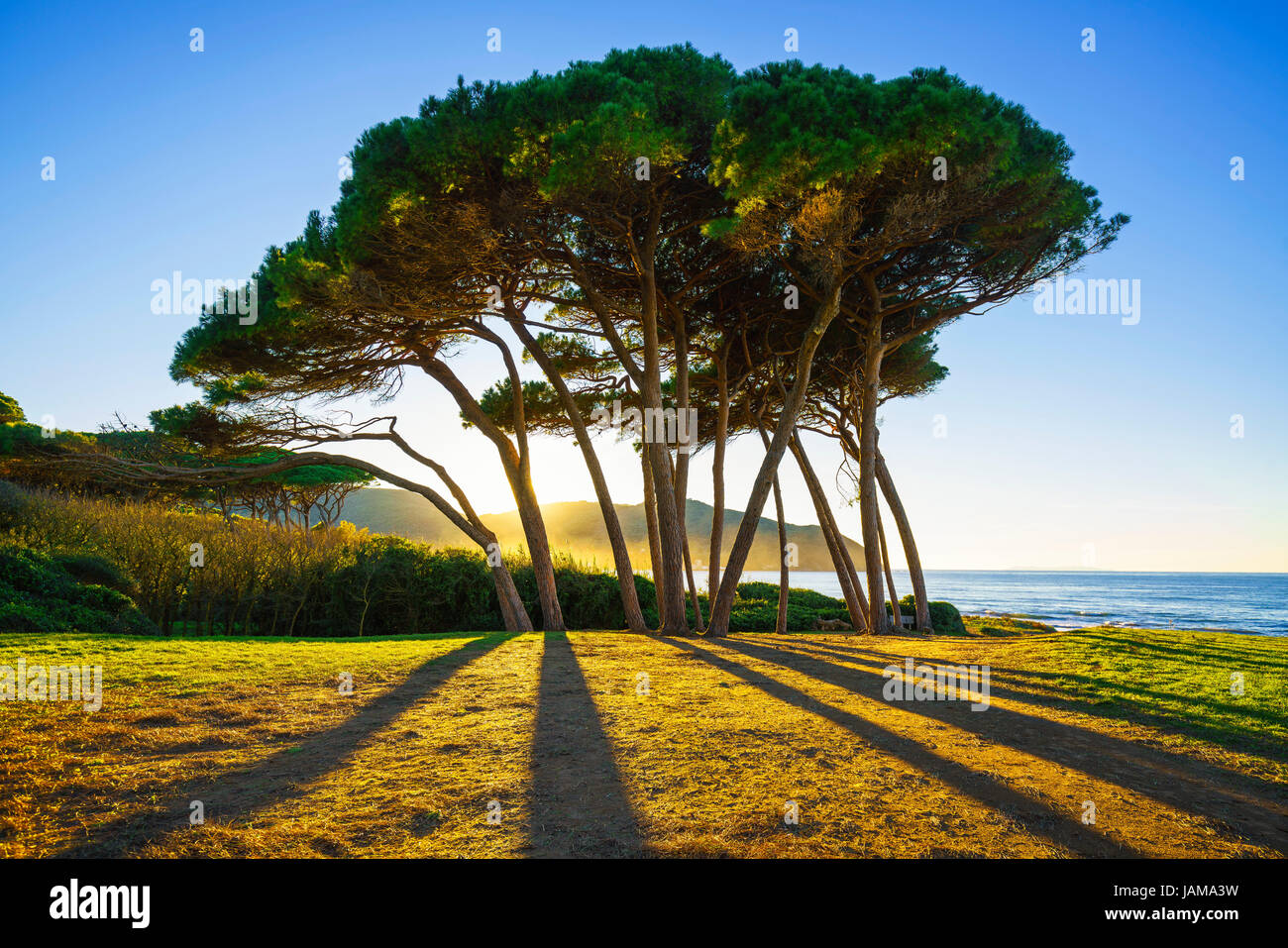 Groupe d'arbres de pin maritime près de la mer et de la plage au coucher de soleil. Baratti, la Maremme, Piombino, Toscane, Italie. Banque D'Images