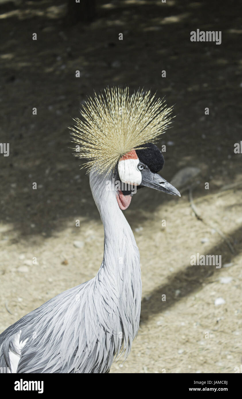 Héron à crête zoo, animaux et oiseaux Banque D'Images