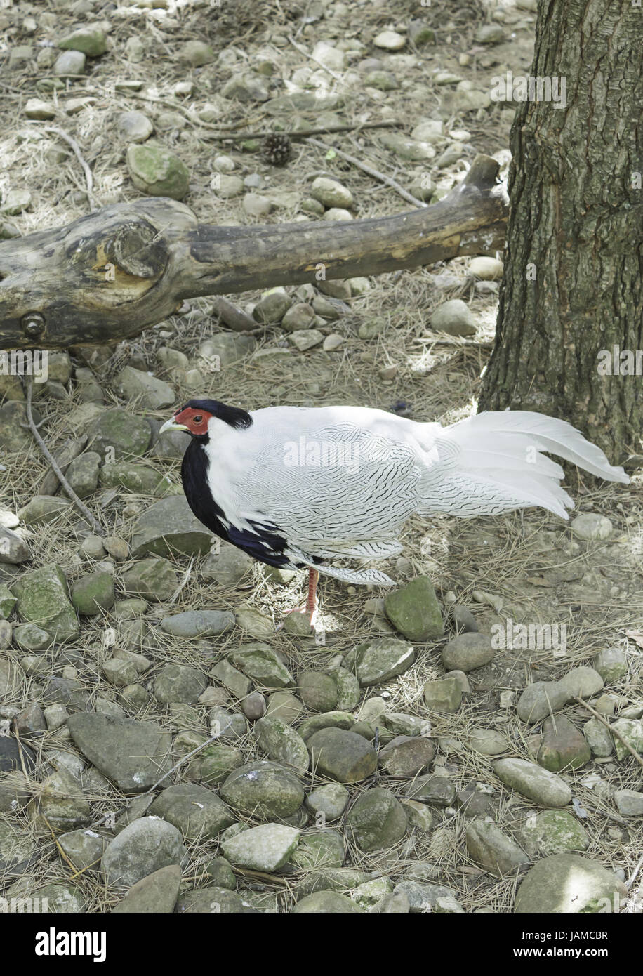 En faisan blanc zoo parc naturel, les animaux Banque D'Images