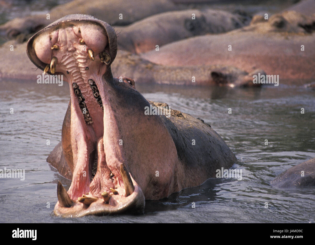 Hippopotamus Hippopotamus amphibius,aussi,cheval,nil grand hippopotame,animal adulte,la bouche ouverte,parc de Virunga, Congo, Banque D'Images