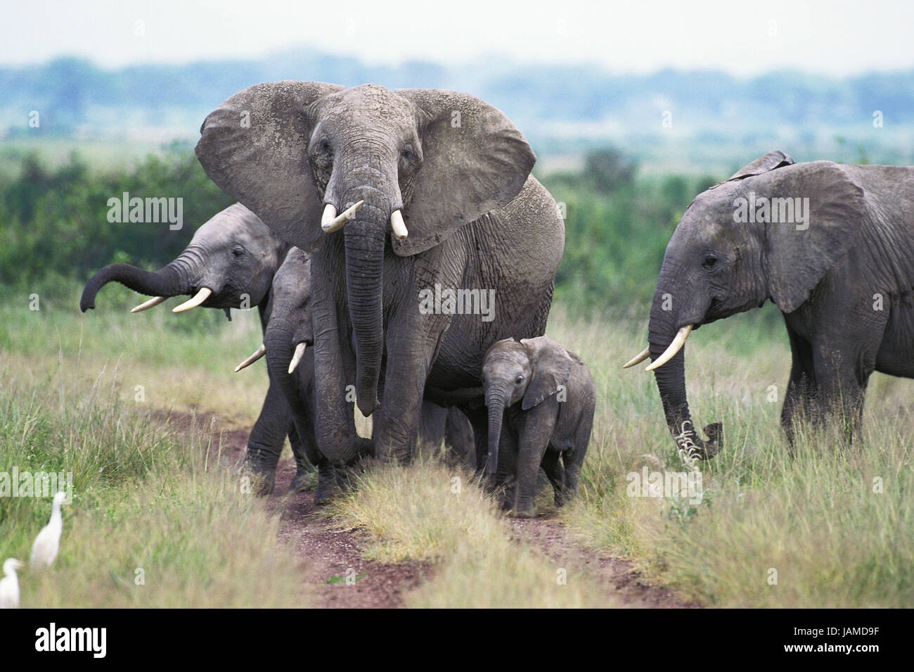L'éléphant d'Afrique, Loxodonta africana,femmes,veau,Parc de Masai Mara, Kenya, Banque D'Images