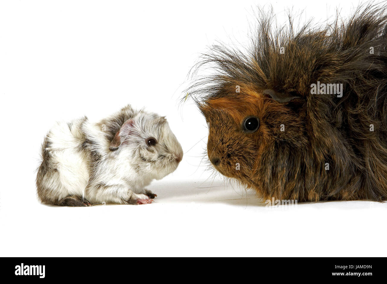 Les cheveux longs,cobayes Cavia porcellus,chambre,animaux cobayes adultes,fond blanc, Banque D'Images