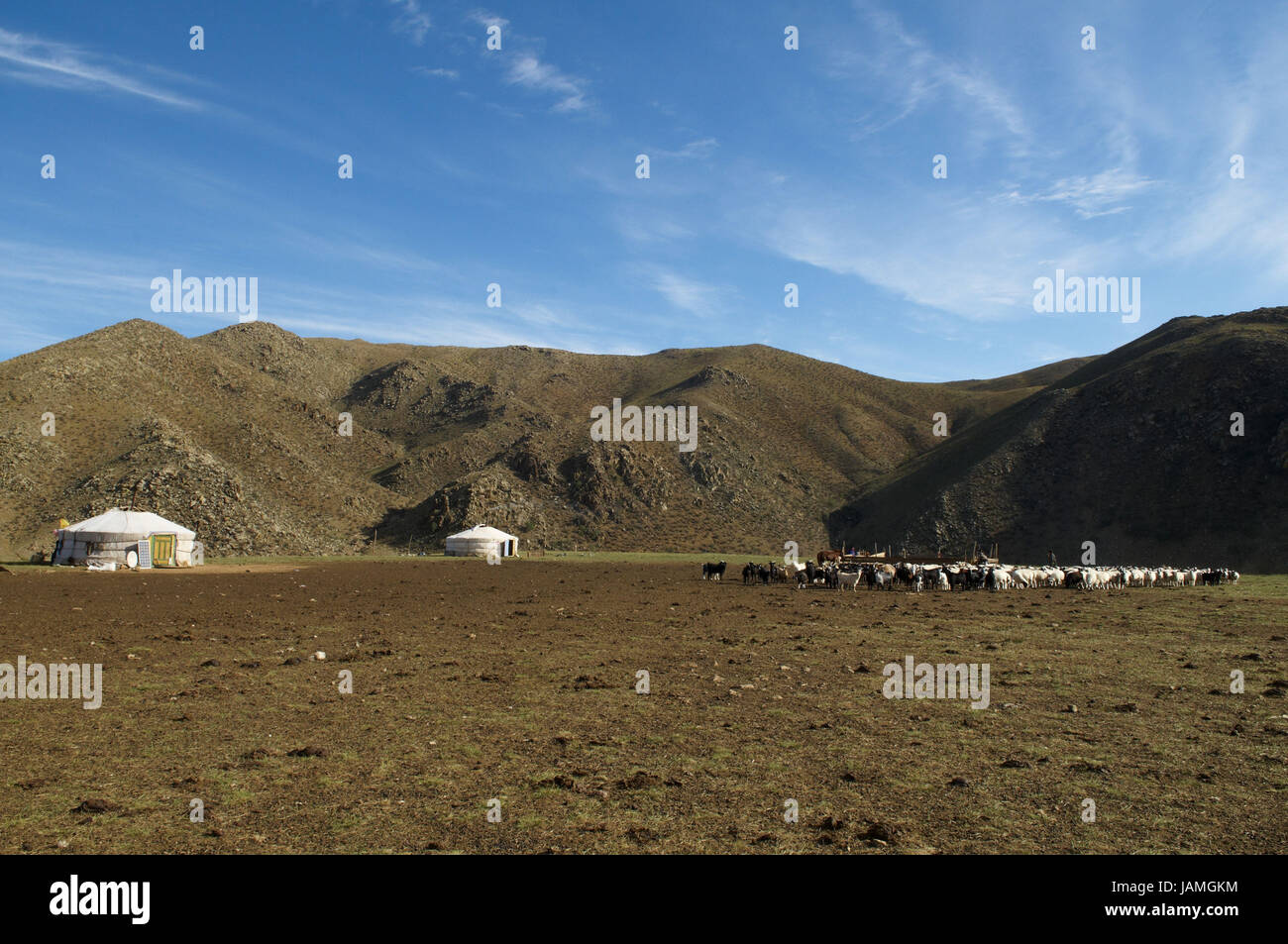 La Mongolie, l'Asie centrale, la province Arkhangai, appui dans la steppe,Jurten,bovins, Banque D'Images