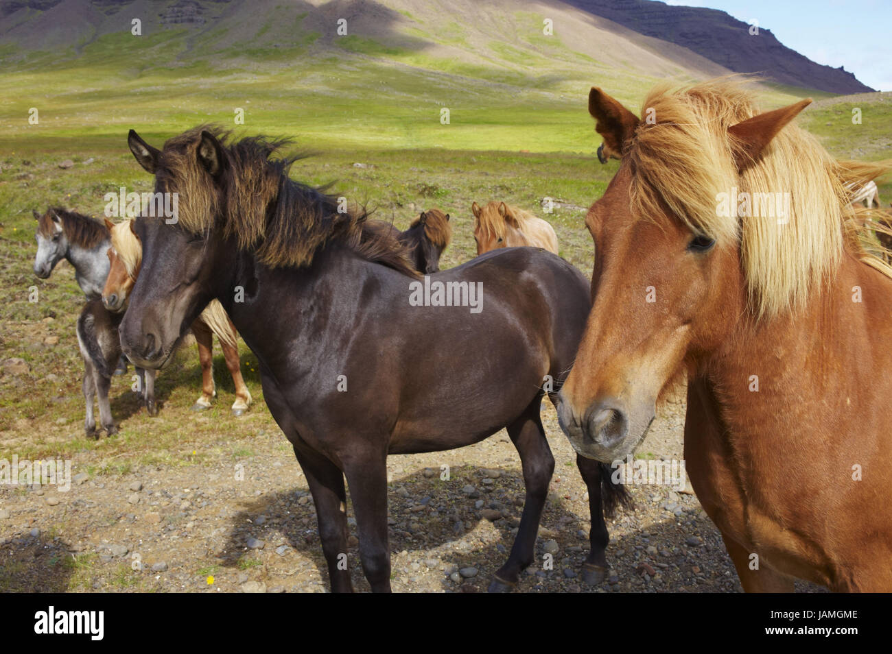 L'Islande,ouest,fjord Islande chevaux, Banque D'Images