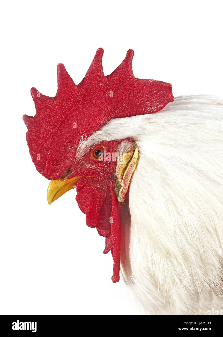 Leghorn blanche,chambre,poulet,portrait,appuyez sur fond blanc, Banque D'Images