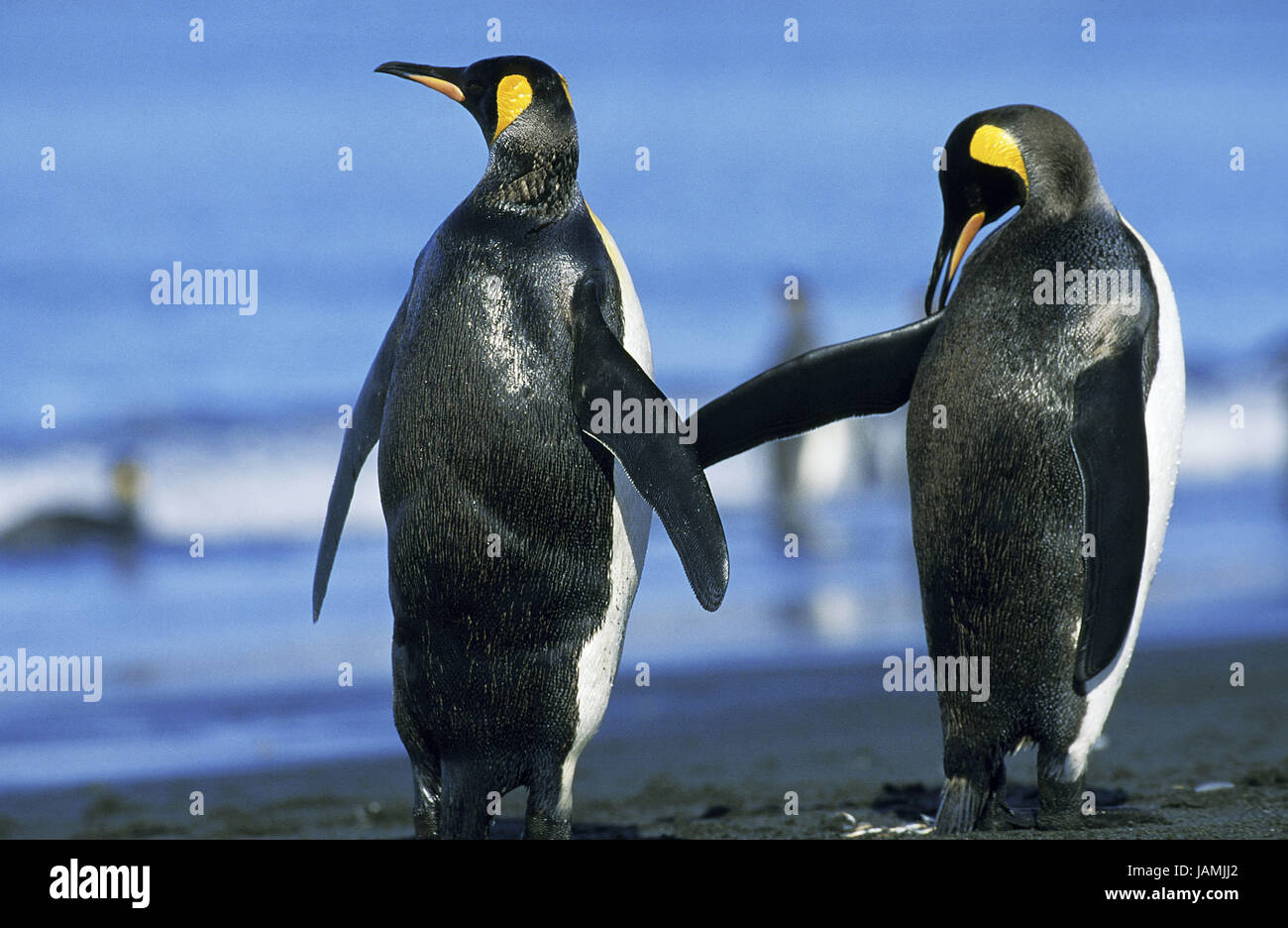 King's penguin,Aptenodytes patagonicus,group,stand,la plage, la plaine de Salisbury, Südgeorgien, Banque D'Images