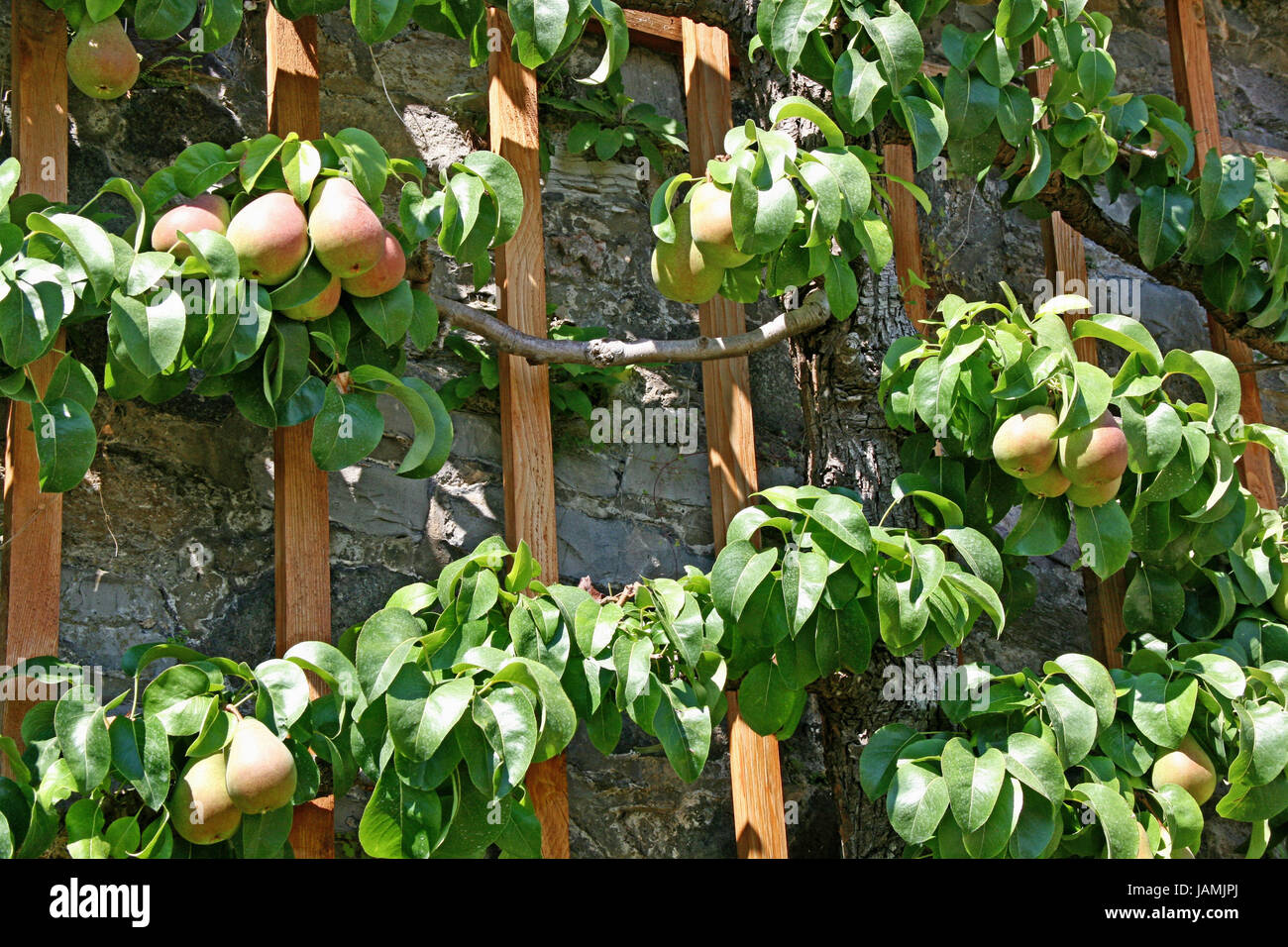 Poires,treillis,arbres,branches,feuilles,fruits,soleil,de treillis en bois,la maturité, Banque D'Images