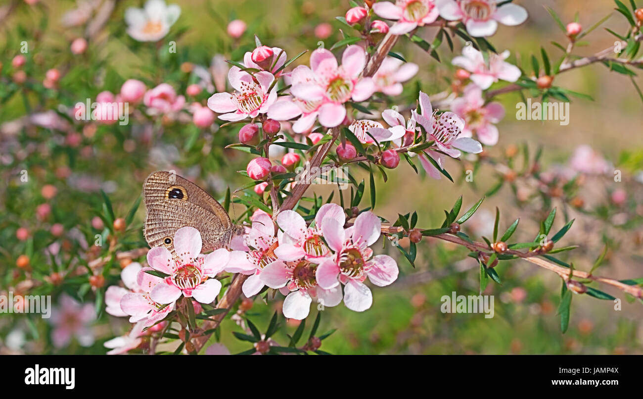 La faune et la flore et la faune de l'Australie et de fleurs indigènes  leptospernum joli papillon dans la brousse naturelle définition Photo Stock  - Alamy