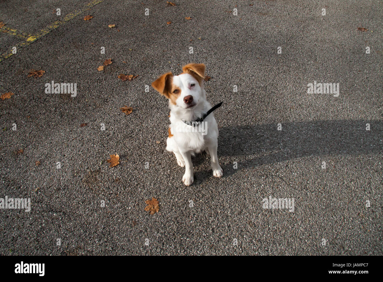 Joli chien avec les oreilles tombantes attend patiemment pour un festin après la récupération d'un bâton. Banque D'Images