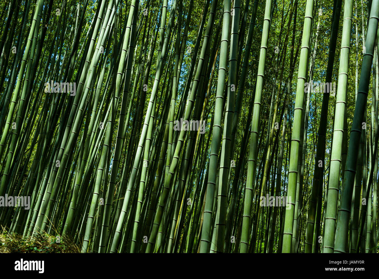 Cannes de bambou géant impressionnant dans l'Arashiyama landing. Banque D'Images