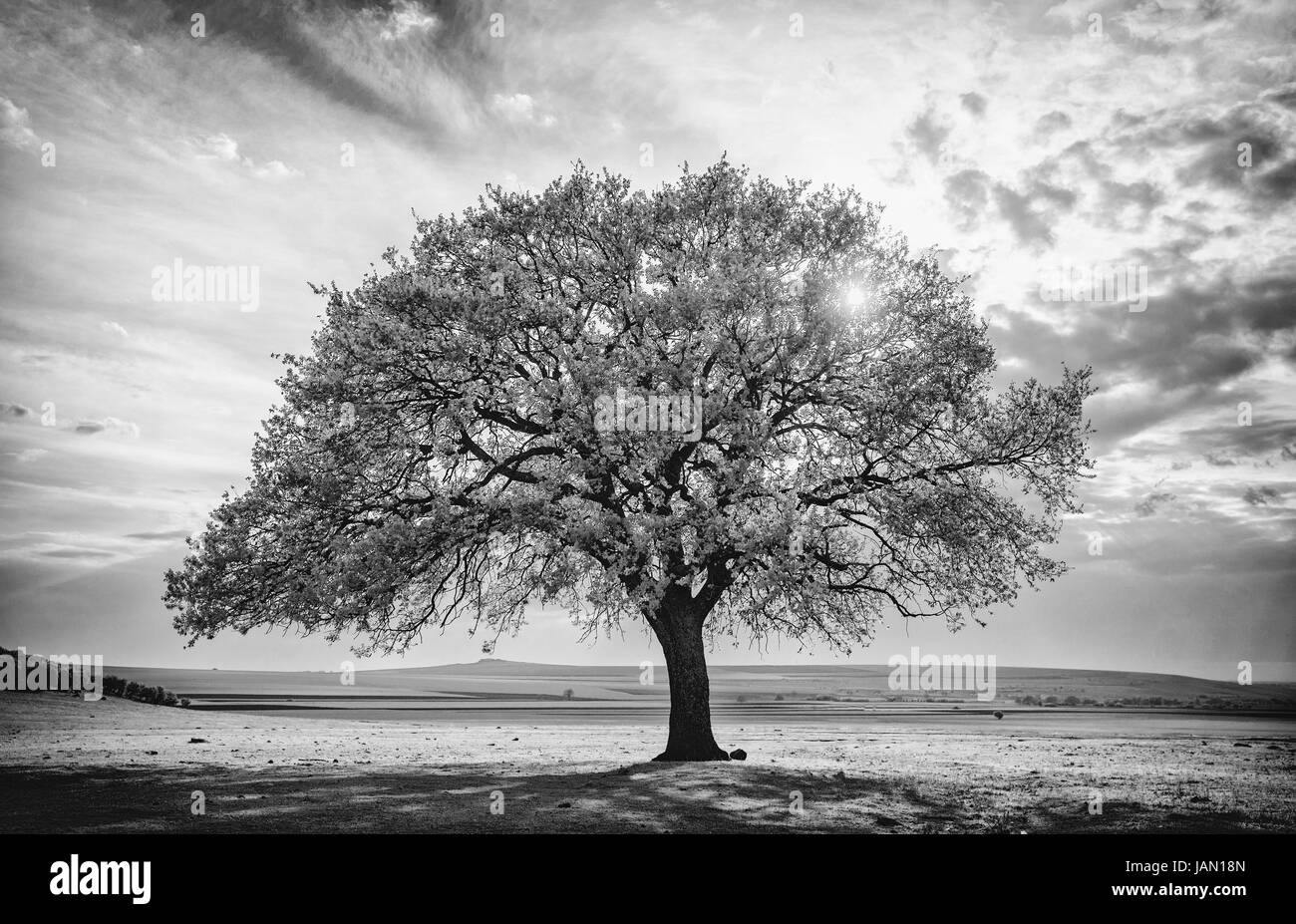 Beau et ancien chêne au coucher du soleil. Image en noir et blanc Banque D'Images