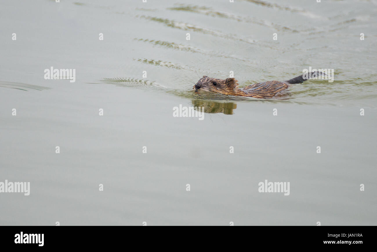Rat castor dans l'eau Banque D'Images