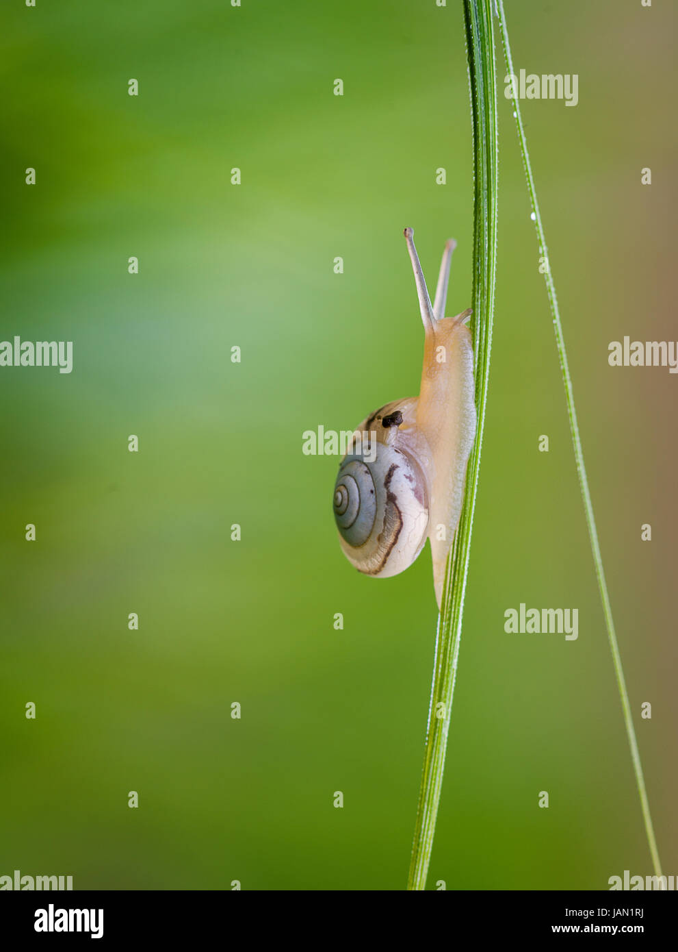 Escargots (Helix pomatia) sur l'herbe Banque D'Images