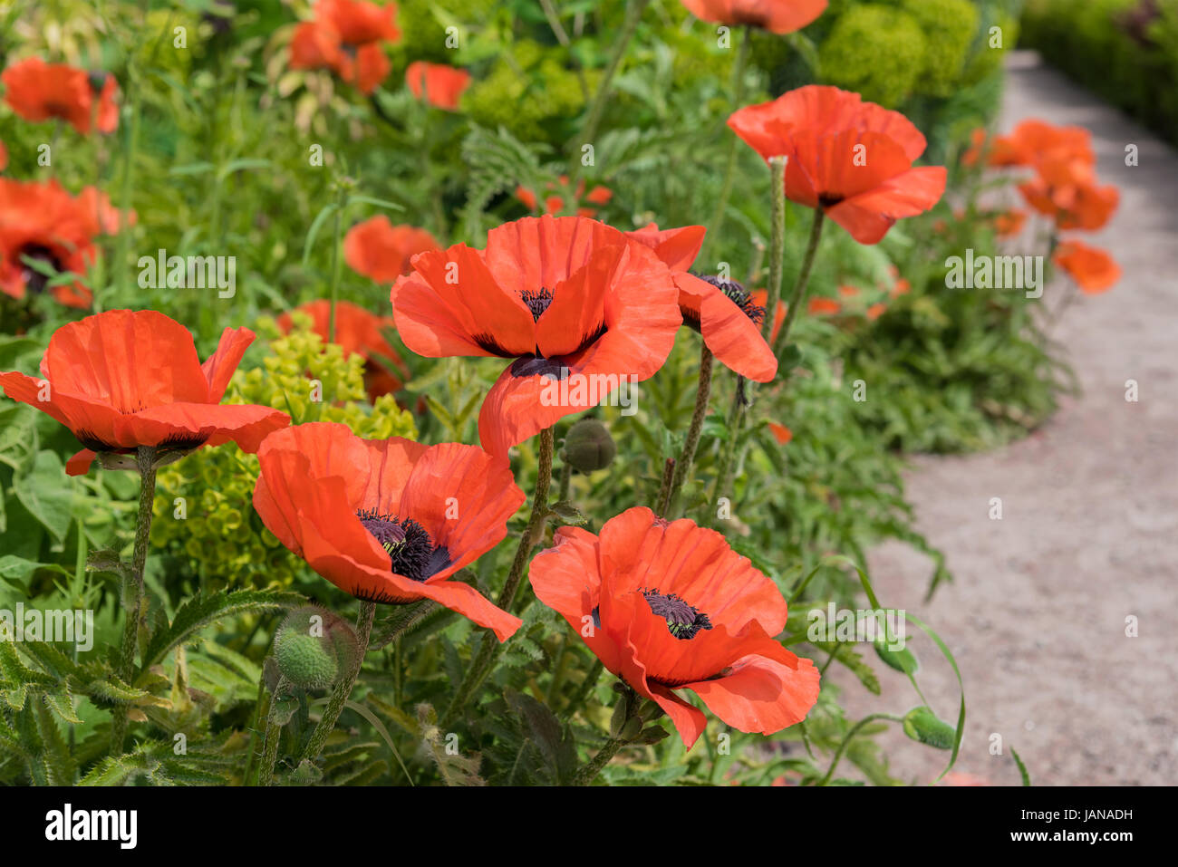 Chemin de jardin avec des coquelicots rouges géantes. Banque D'Images