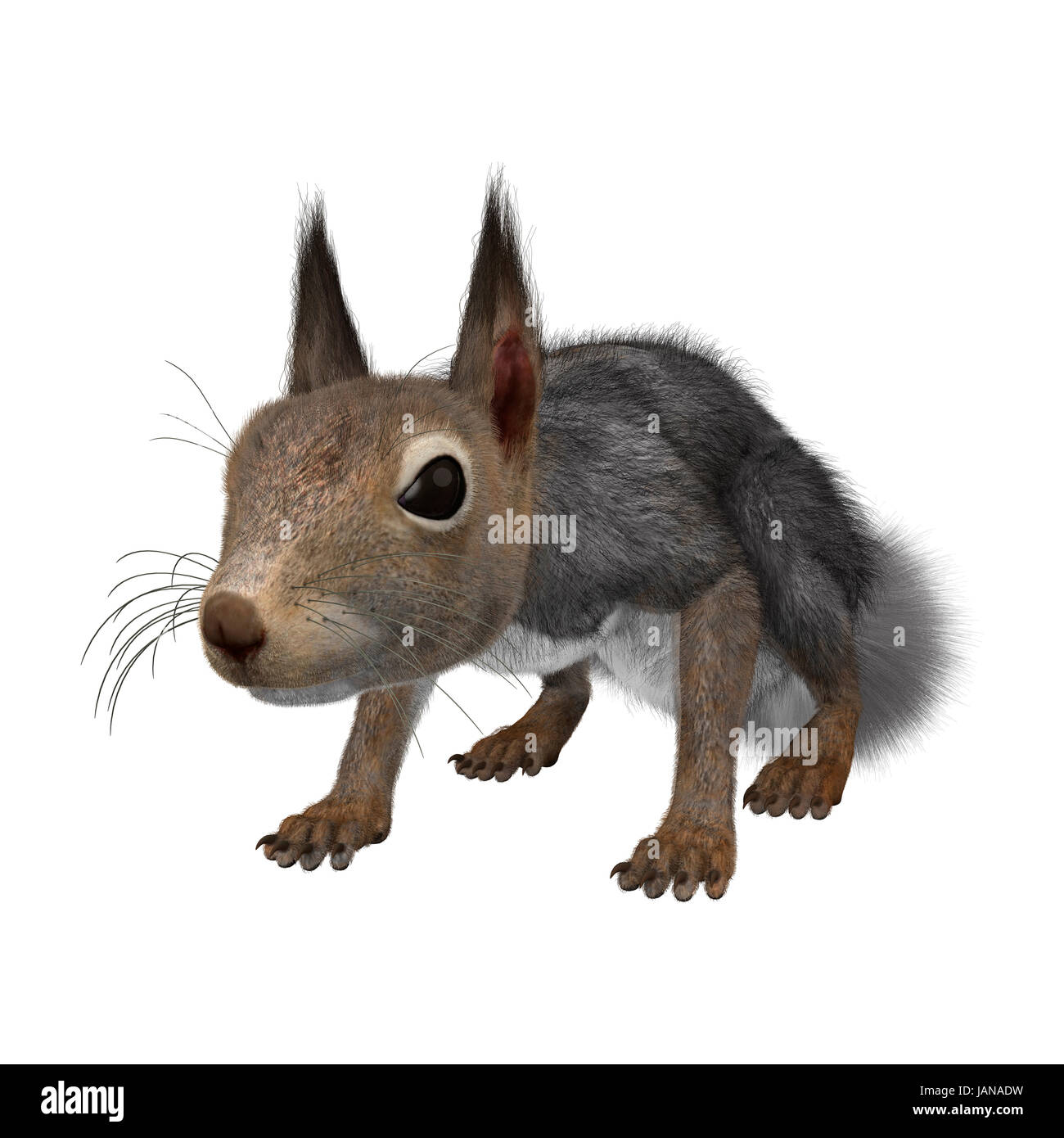 Le rendu 3D d'un écureuil gris isolé sur fond blanc Banque D'Images