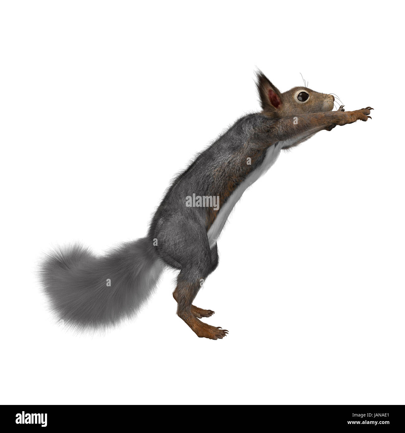Le rendu 3D d'un écureuil gris isolé sur fond blanc Banque D'Images