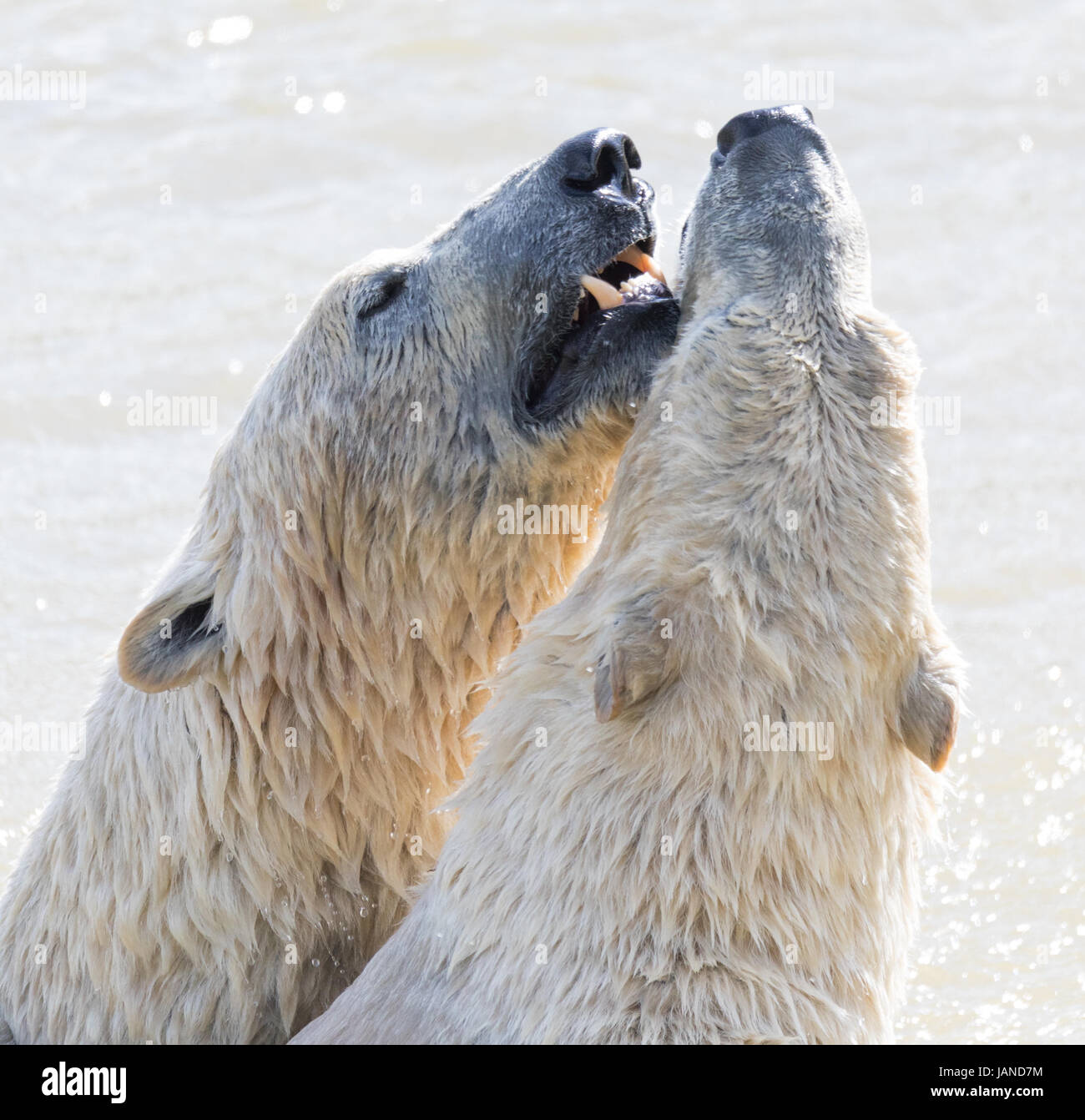 L'ours polaire dans l'été Banque D'Images