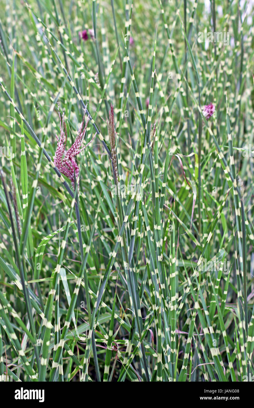 Grass Miscanthus sinensis strictus zebra Banque D'Images