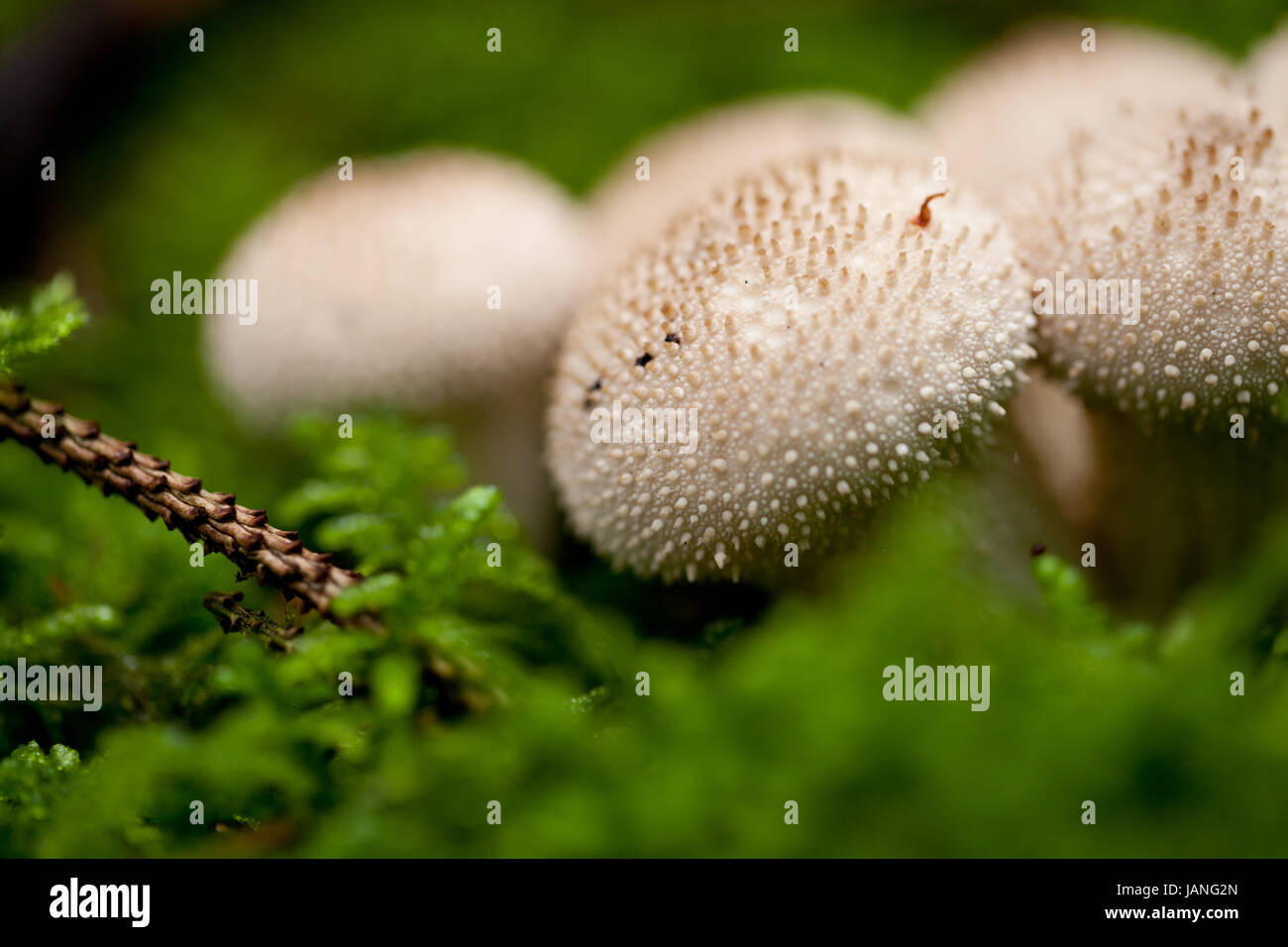 Braune weisse pilze im Wald natur walpilze moss libre nahaufnahme makro Banque D'Images