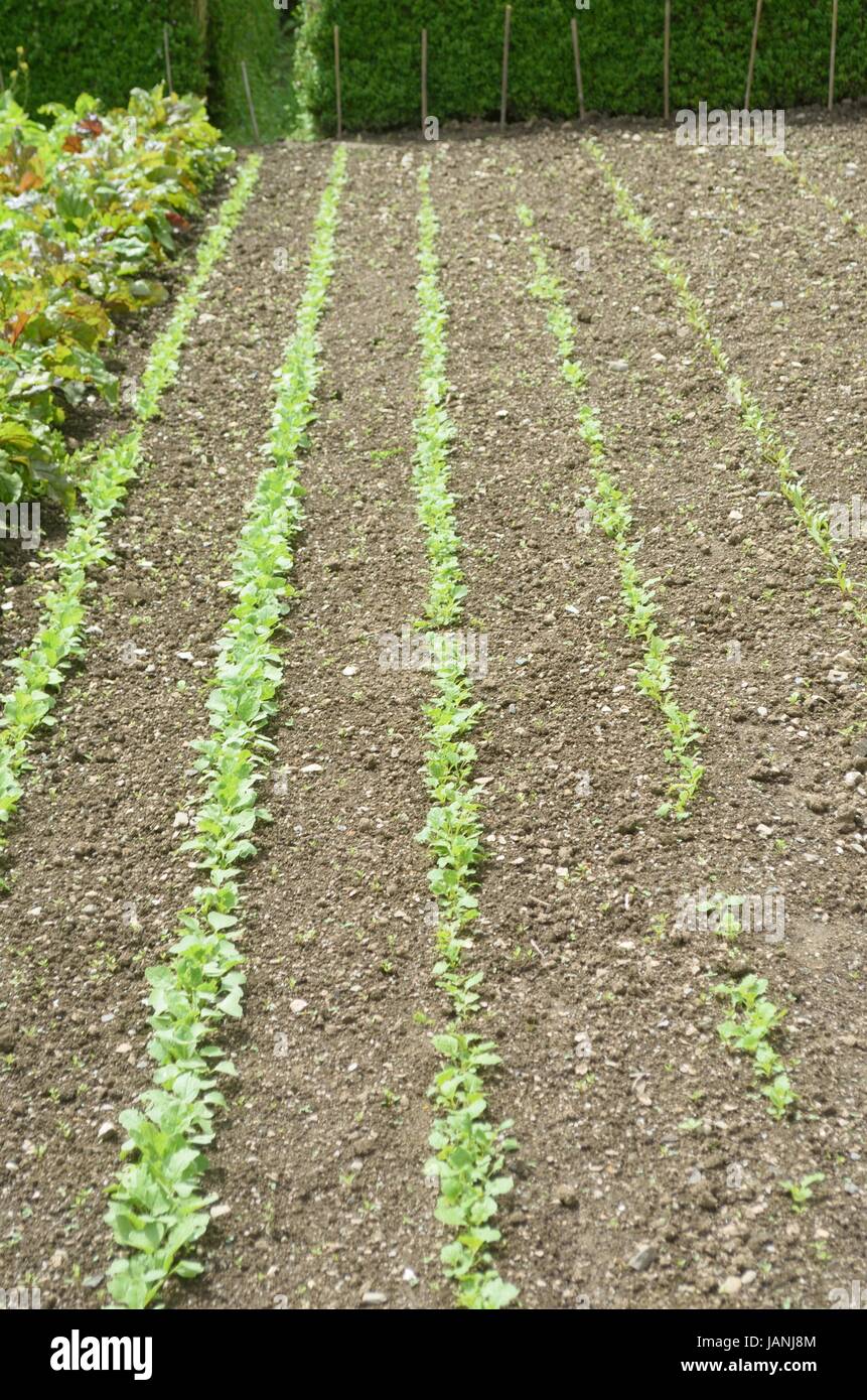 Plants de légumes de plus en plus longue ligne Banque D'Images