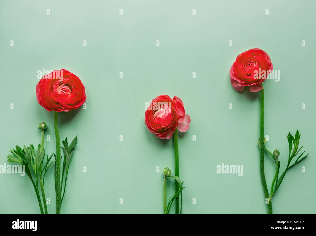 Fleur rouge sur fond vert Banque D'Images