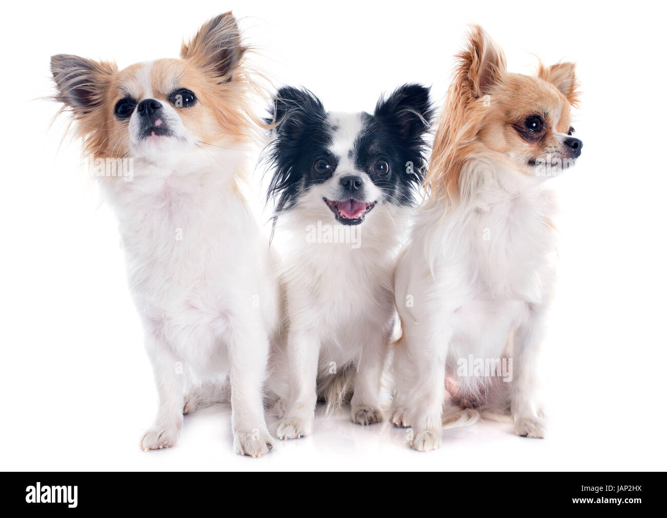 Trois chihuahuas in front of white background Banque D'Images