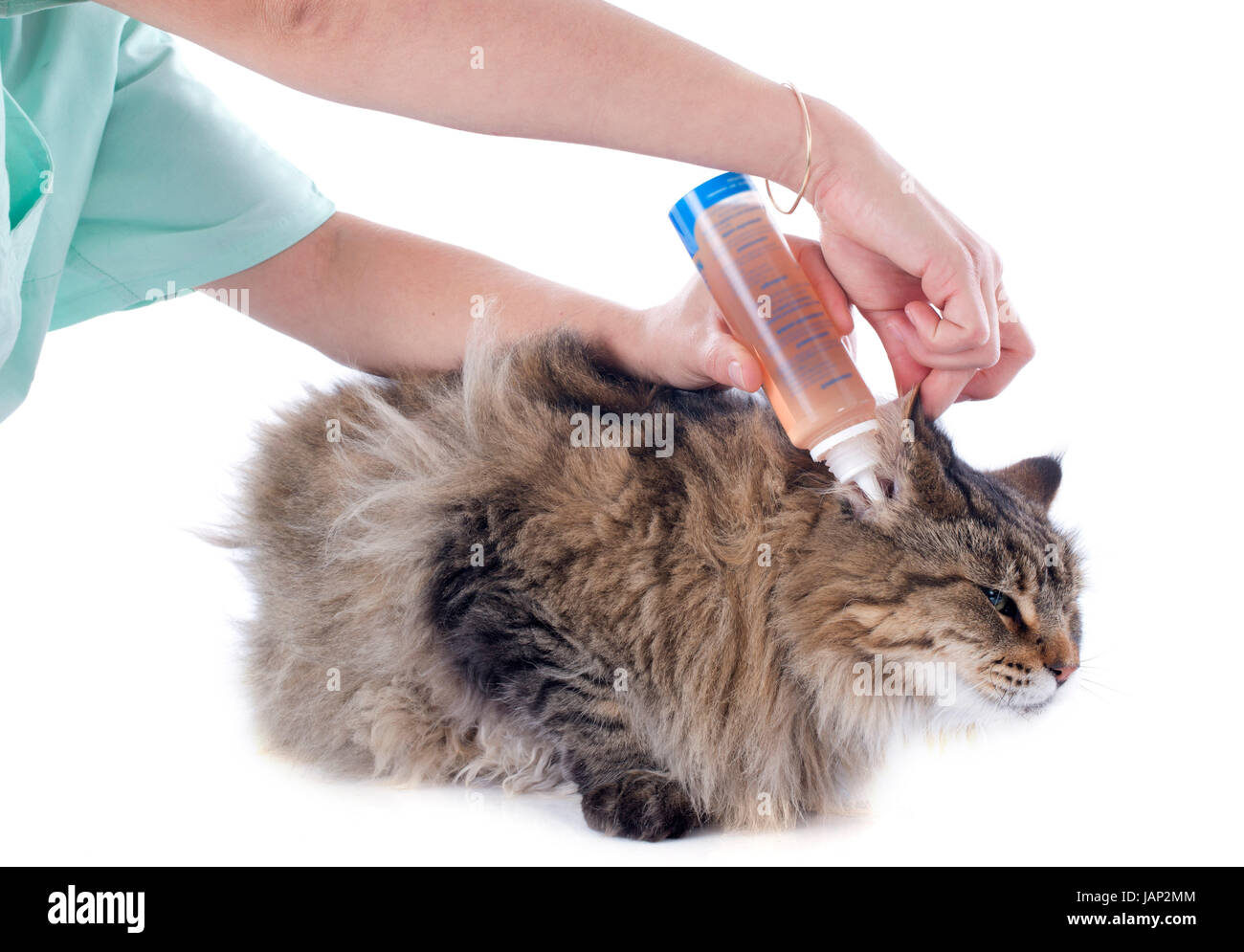 Hygiène des oreilles in front of white background Banque D'Images