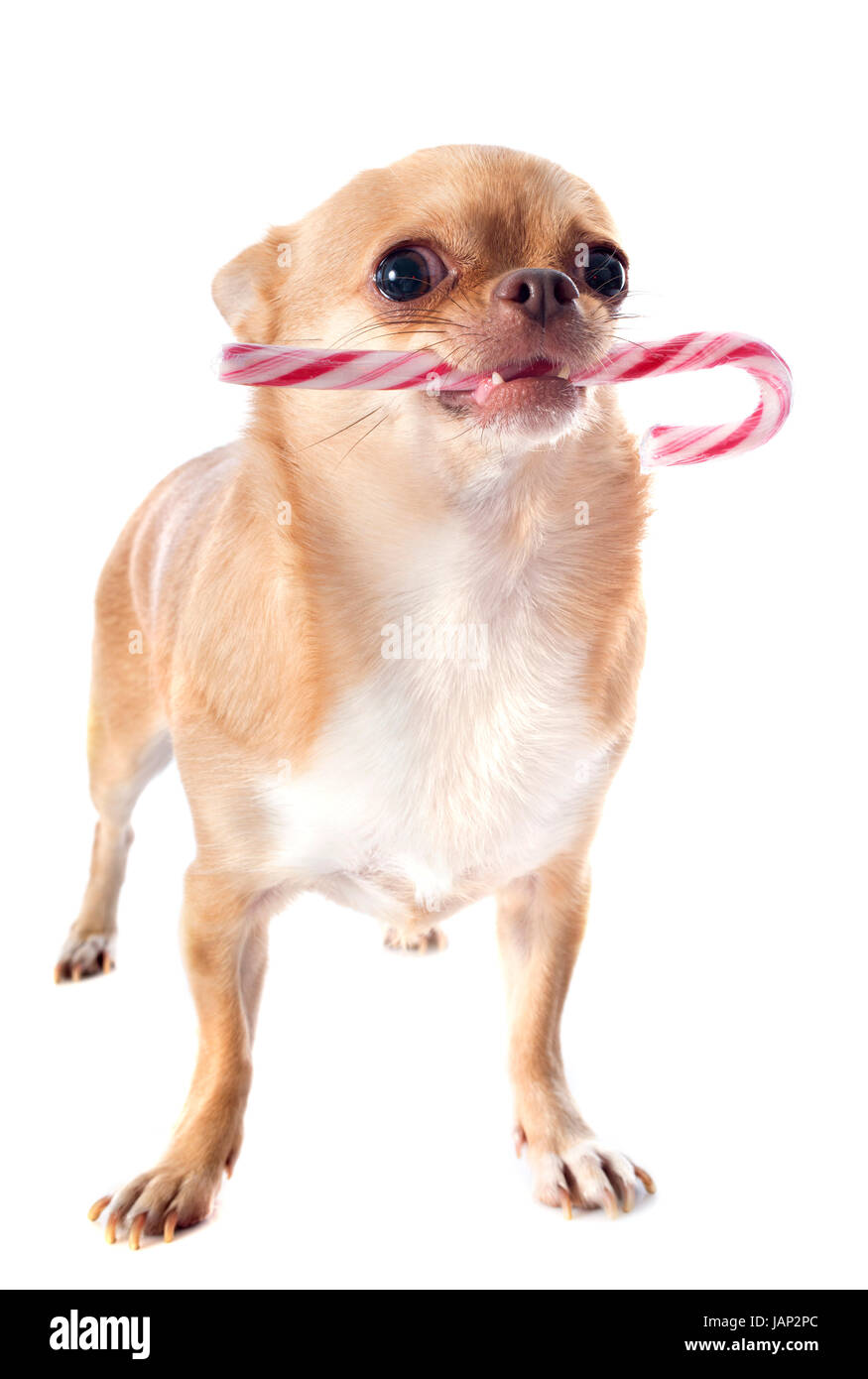 Chihuahua habillé avec des bonbons in front of white background Banque D'Images