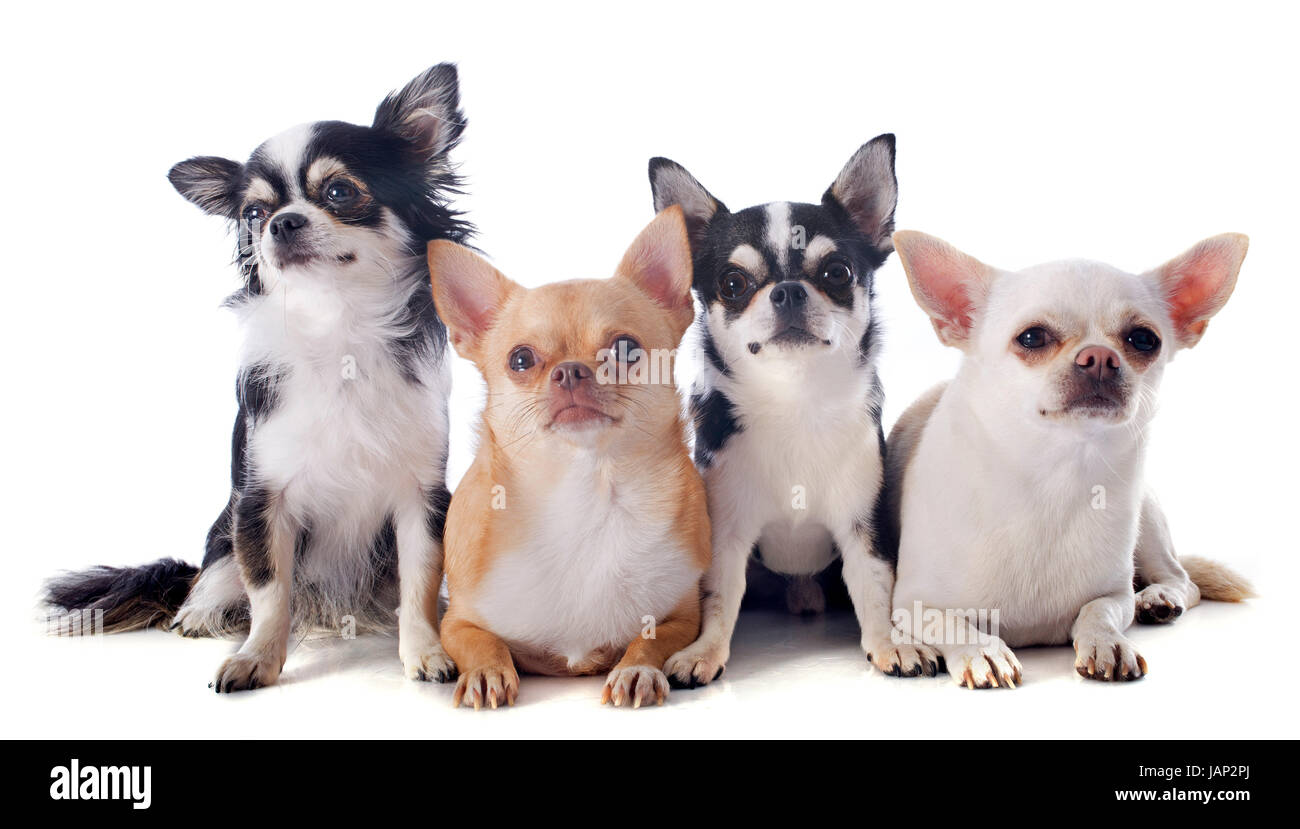 Chihuahuas pure race, in front of white background Banque D'Images