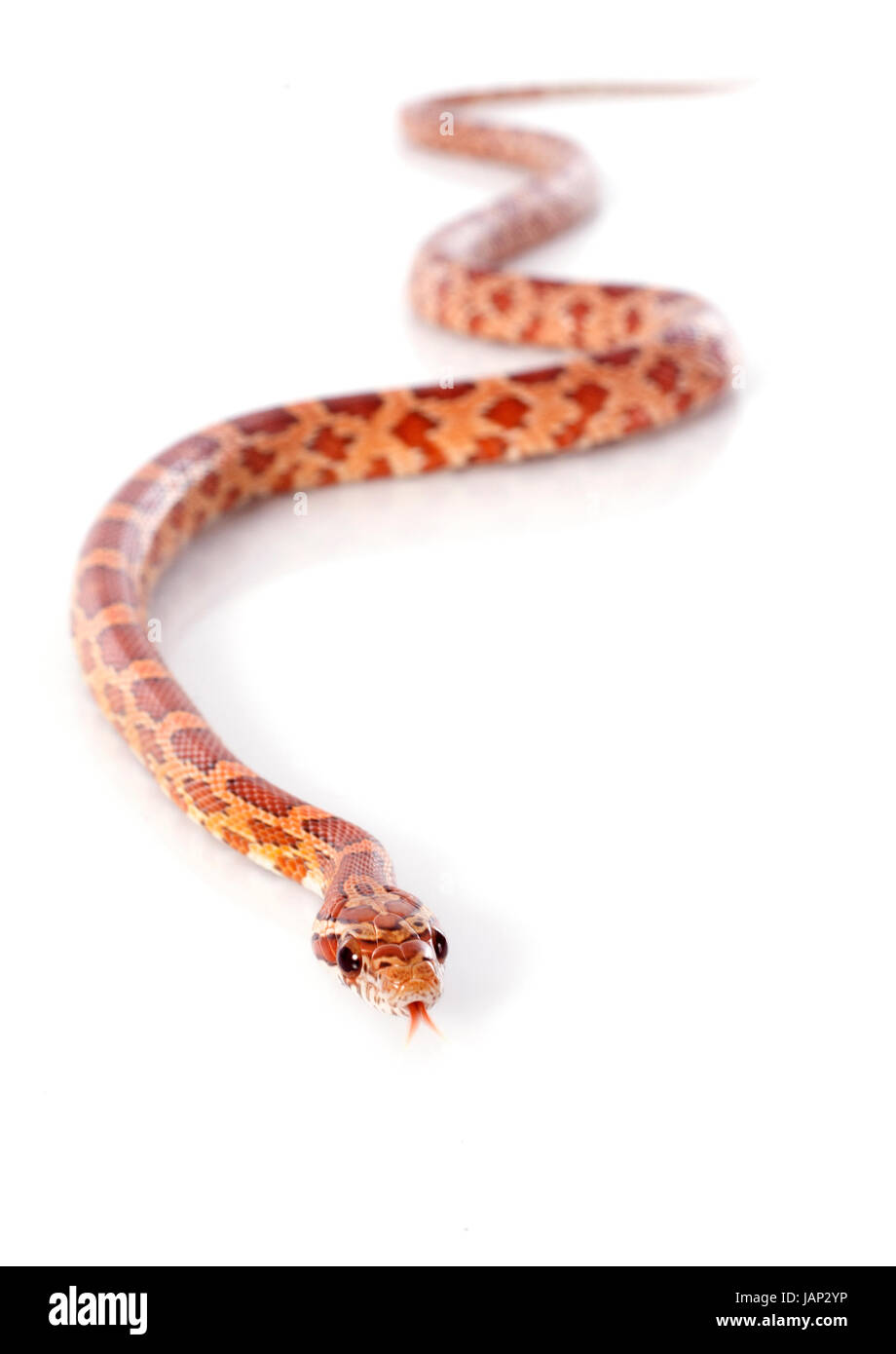Elaphe guttata, in front of white background Banque D'Images