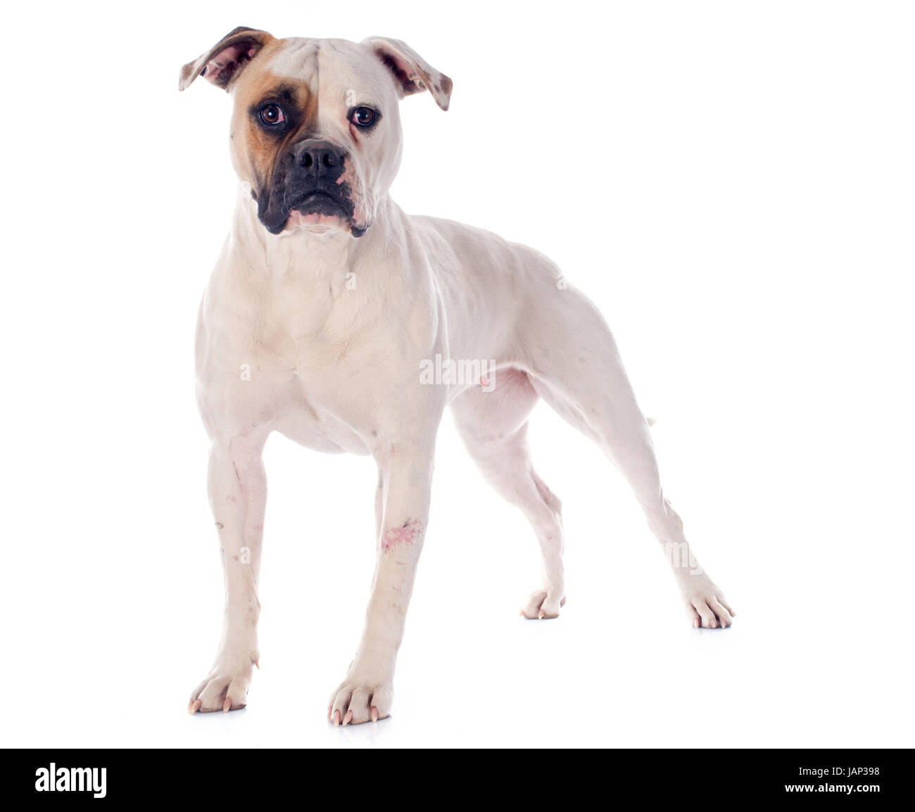 American Bulldog in front of white background Banque D'Images